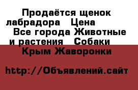 Продаётся щенок лабрадора › Цена ­ 30 000 - Все города Животные и растения » Собаки   . Крым,Жаворонки